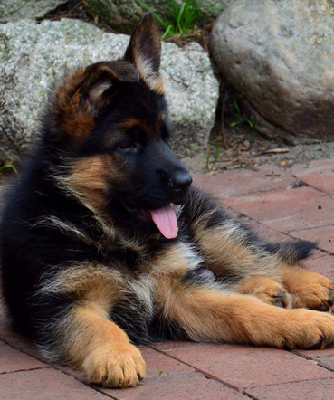 German-Shepherd-Puppy-for-sale