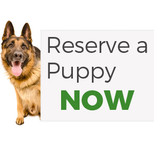 reserve-puppy