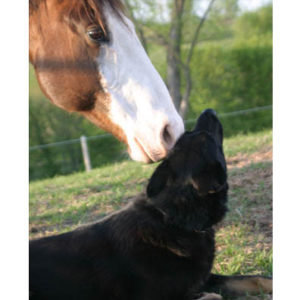 Training Dogs To Be Around Horses